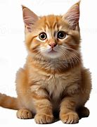 Image result for Real Cat Pet