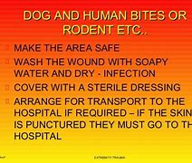 Image result for Bites and Stings Nursing PPT