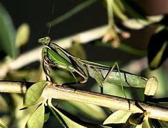 Image result for Praying Mantis Insect