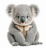 Image result for Koala Bear Images. Free