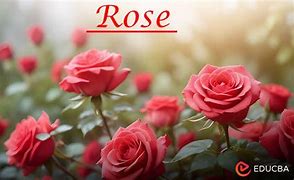 Image result for Rose Harrt Ho