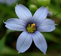 Image result for Delaware Early Spring Native Flowers