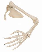 Image result for Skeleton Hand and Arm