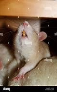 Image result for Rat with Teeth