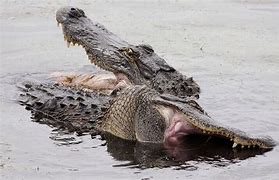 Image result for Alligator Fight