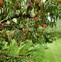 Image result for Peach Tree Zones