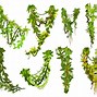 Image result for Animated Jungle Vines