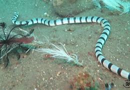 Image result for sea animals venomous