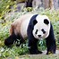 Image result for Panda Si Jia