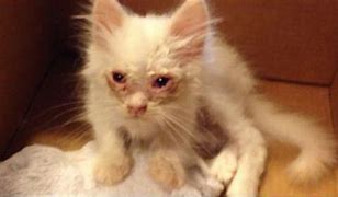 Image result for Adorable Scraggly Cat