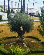 Image result for Olive Tree Landscape Design