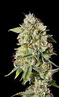 Image result for OG Kush Indica