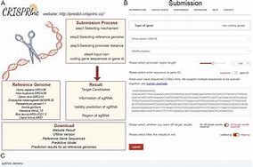 Image result for CRISPR-Cas sgRNA