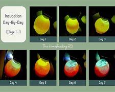 Image result for Serama Chicken Egg Candling Chart