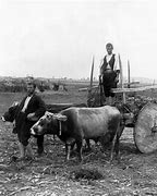 Image result for Greece Farm