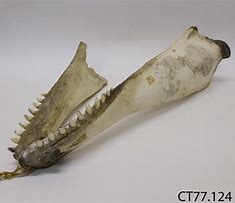 Image result for Llama Jaw