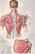 Image result for Shoulder Muscular Anatomy