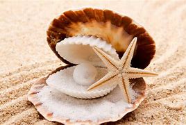 Image result for Corrugated Sea Clam Shell