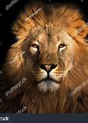 Image result for Cute Male Lion