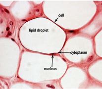 Image result for Adipose Tissue Labeled Book