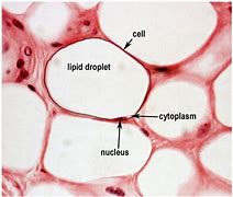 Image result for Adipose Connective Tissue Under Microscope