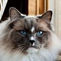 Image result for Large Ragdoll Cat