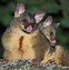 Image result for Brushtail Possum