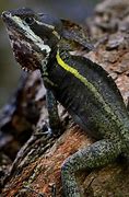 Image result for Australian Lizard Jesus