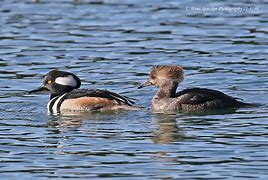 Image result for Hooded Merganser Duck Flying