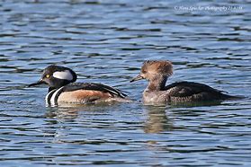 Image result for Hooded Merganser Duck Drawing