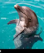 Image result for Flat Nose Dolphin