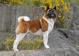 Image result for Akita AKC