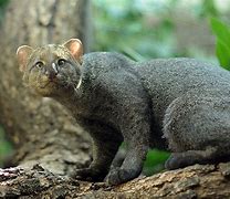 Image result for Gato-Mourisco