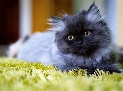 Image result for Parsha Cat