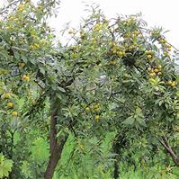 Image result for Chinese Green Plum