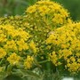 Image result for Maltese Plants