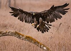 Image result for Golden Eagle Landing