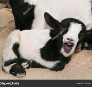 Image result for Funny Baby Goats