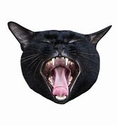 Image result for Cat Opening Mouth