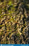 Image result for Log Covered in Moss