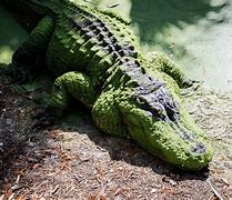 Image result for Halloween Gator