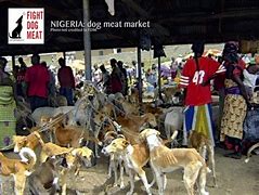 Image result for Dog Meat in Nigeria