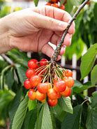 Image result for Flat Cherry Redf