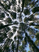 Image result for Tree Bark From Worms Eye View