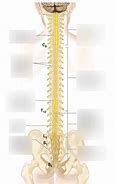 Image result for Thoracic Spinal Nerves