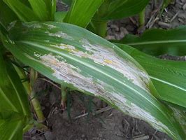 Image result for Corn Pests