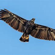 Image result for Black Hawk Bird