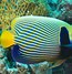 Image result for Black Angelfish Saltwater