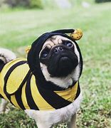 Image result for Cute Dog Halloween Costume Ideas