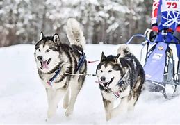 Image result for Husky Service Dog